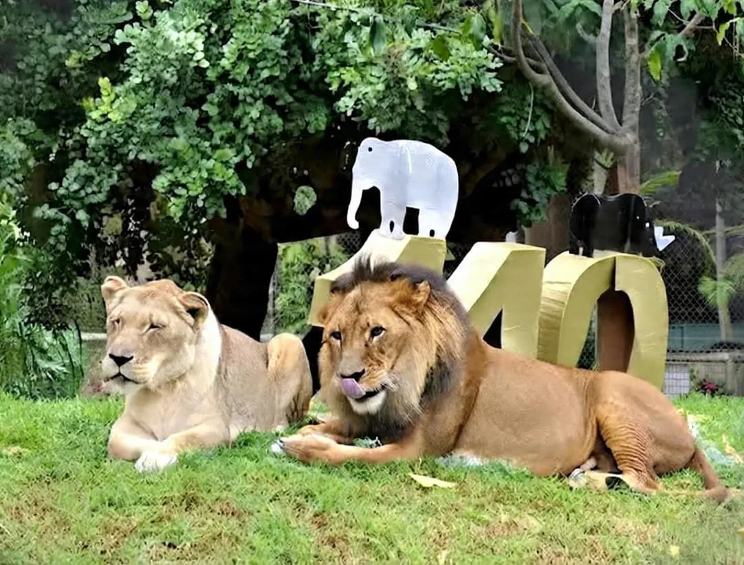 Punjab Launches First Portable X-Ray Service for Wild Animals to Enhance Veterinary Care